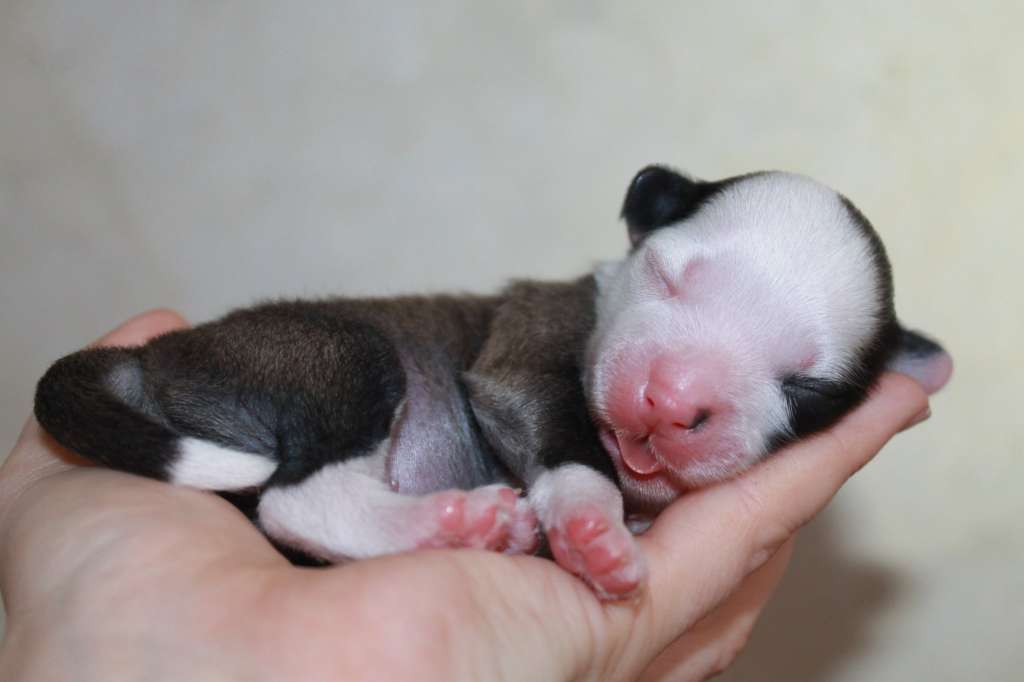 Sol'tanto Together Forever