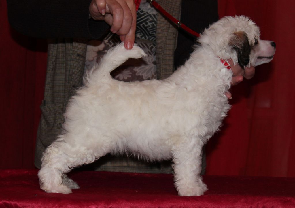 Varenik ot Volnogo Psa