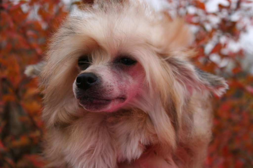 Kelaiah, Bronze Knight deFageiro