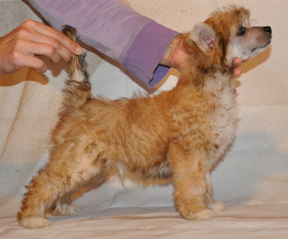 Da Vinci Winning Smile