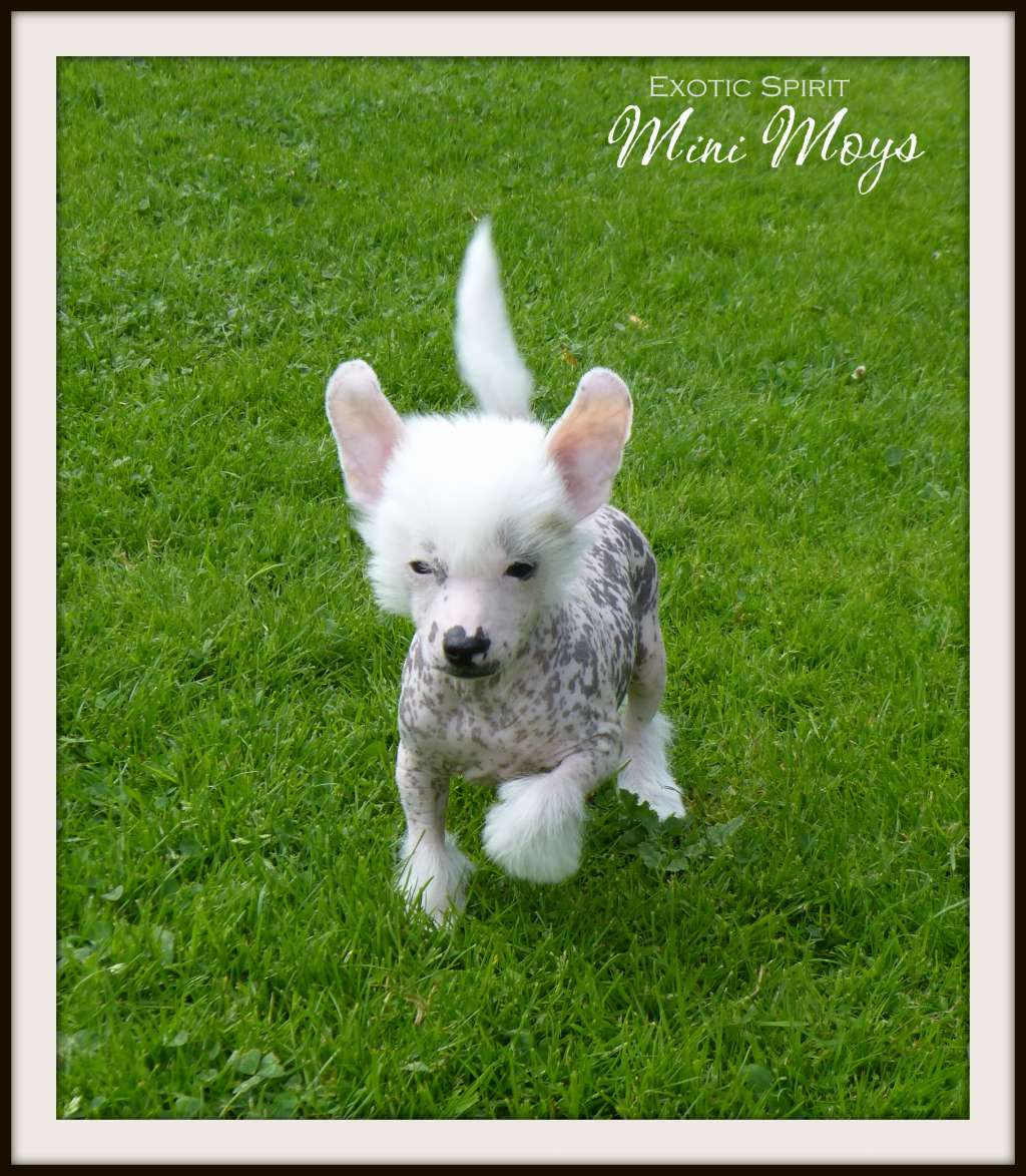 Exotic Spirit Mini Moys