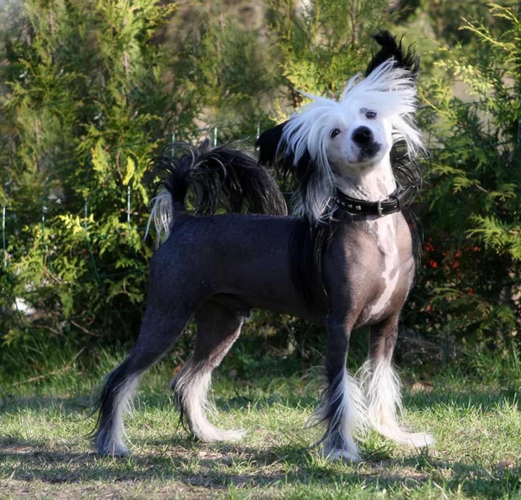 Doucai's Seducing The World