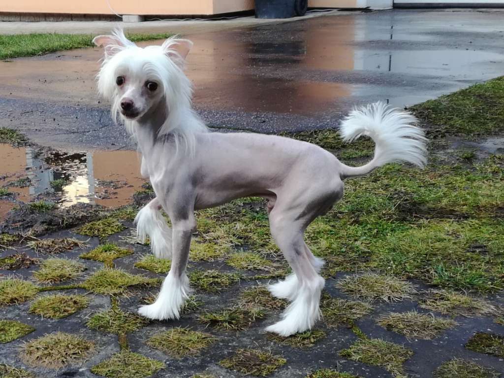 Benjamin Royal Cool Lady