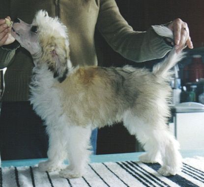 Crestwood Grand Manners