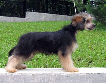 Rus Lorens Imperial Flash In The Night