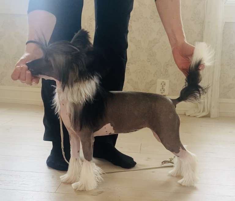 Moelmo's Dreams Come True