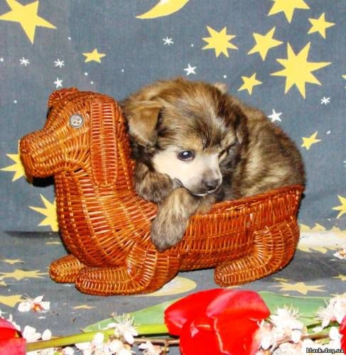 Rus Foreva Ocharovatelniy Cornet