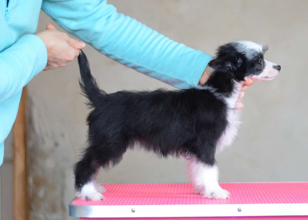 Ofelia iz Sozvezdiya Khana