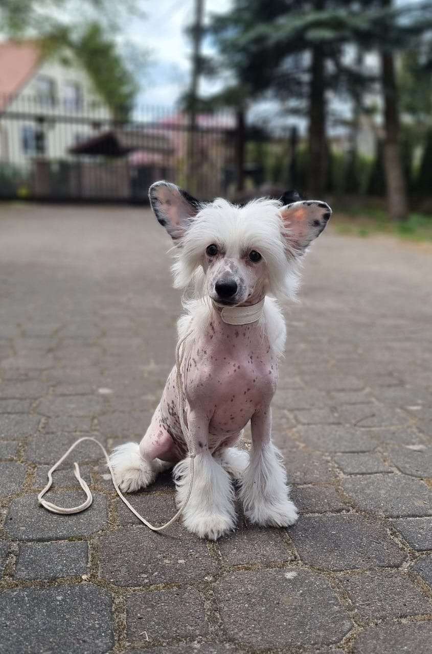 AkDeniz Exclusive Edition