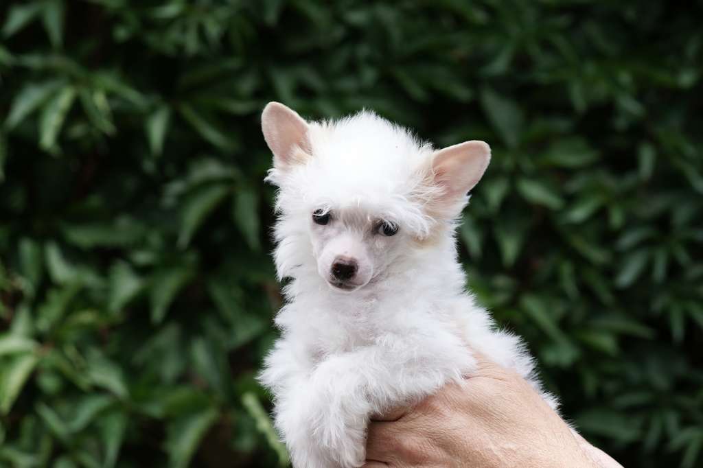 Incanto Del Mondo Not Envy Please