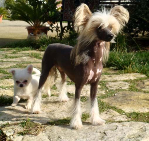 Oriental Jokes Blondie