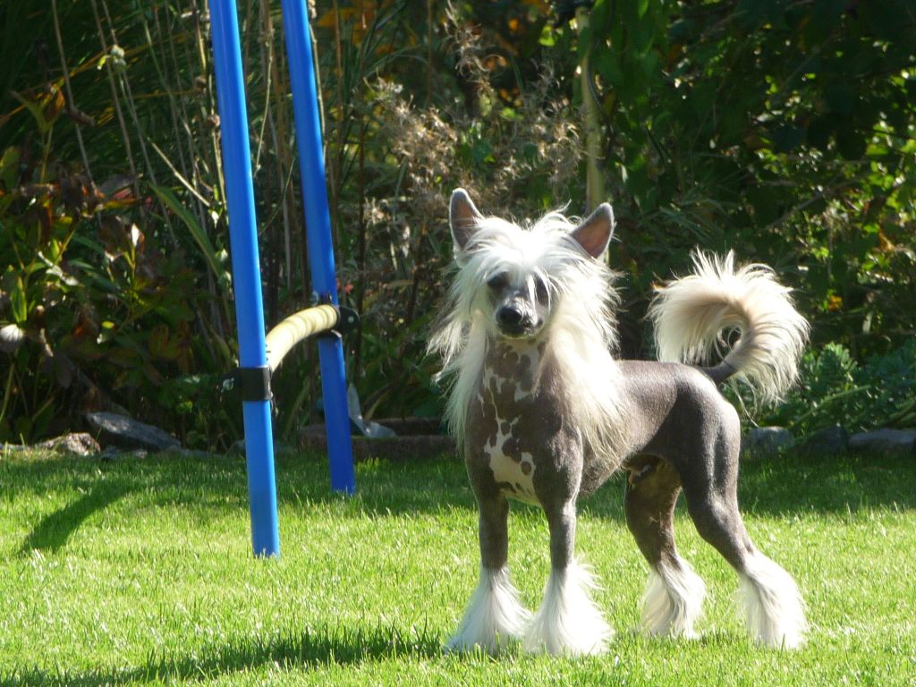 Black Moses von Dolce Diamante