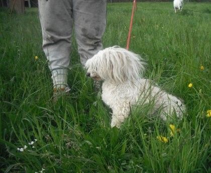 Berenica Garden Roses