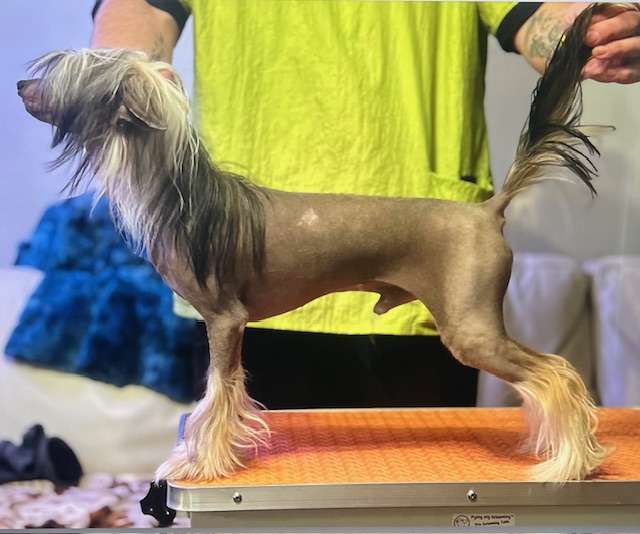 Just Cresteds One Step Ahead