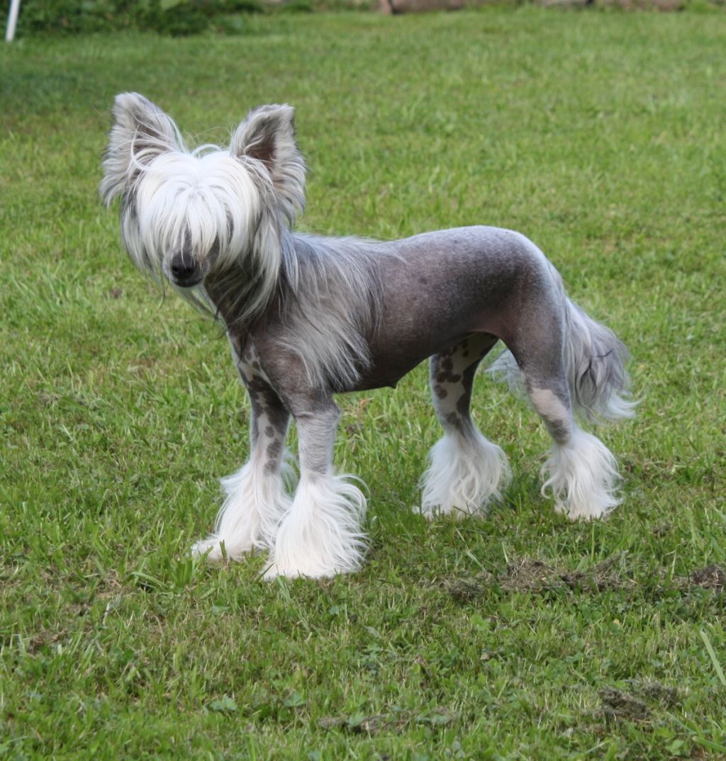 Fantazy Night Caes Queen