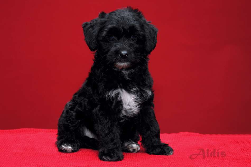 Practical Hero Volcano Virgin