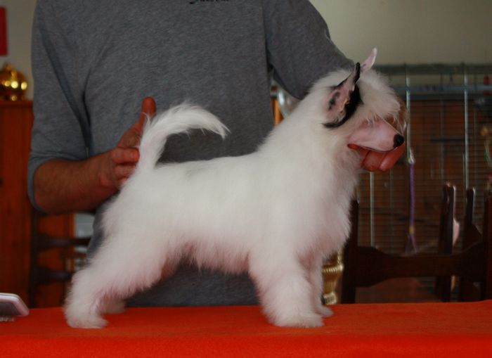 Zimorodek Next Germanika