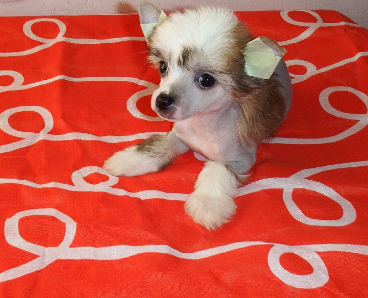 Embrujada de L'Essence de Mon Tout