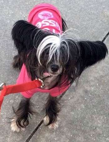 Southern Belle's Young Lady