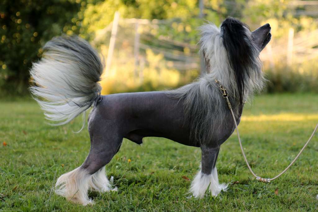 Tinklecrest Edge Of Joy