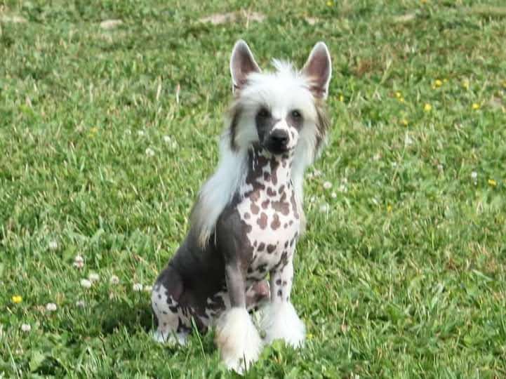 Julius Neva Dragomir