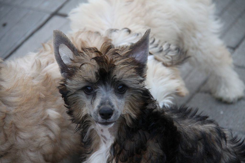 Zheneva-Debjut Orisha