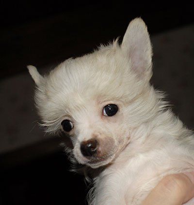 Rus Crimson Empaer Natural Blonde