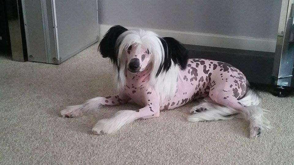 prajna calling the tune