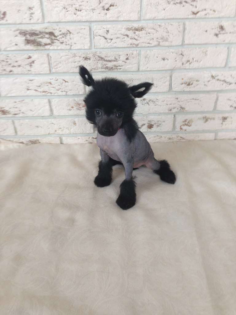 Charuyuschiy Soblazn Curiel' Bertrano