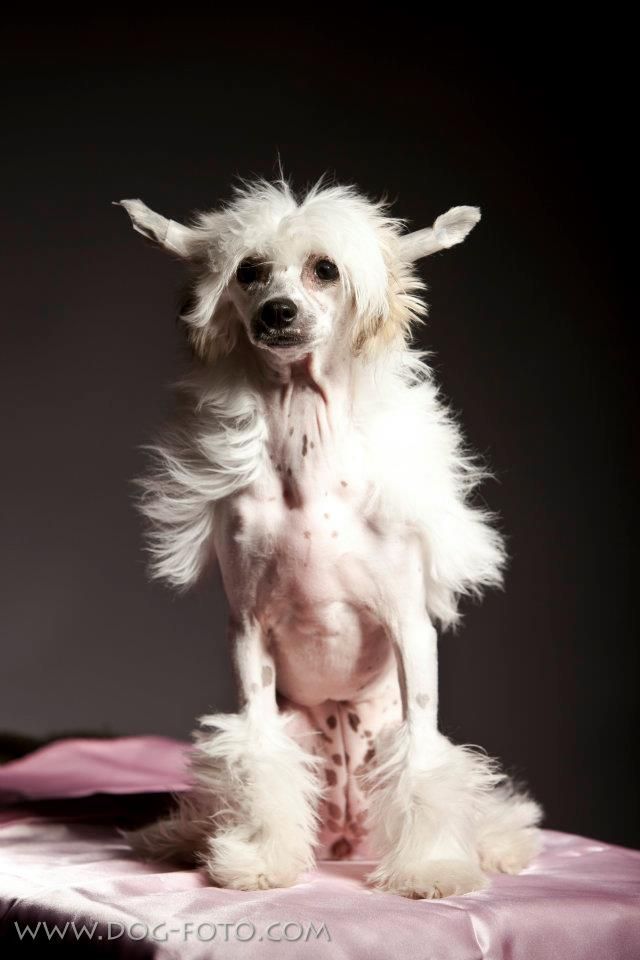 Zaramon Ginger The Best 