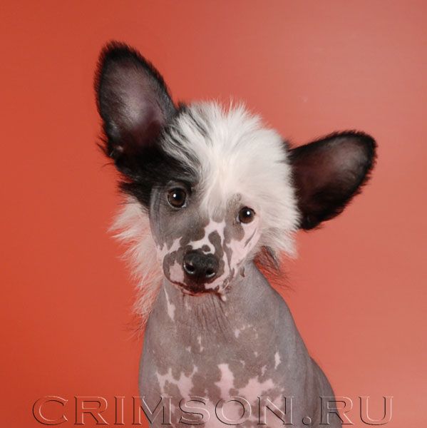 Rus Crimson Empaer Rembo