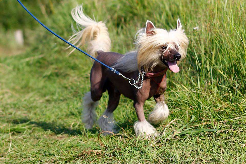 Nevskiy Favorit Hort