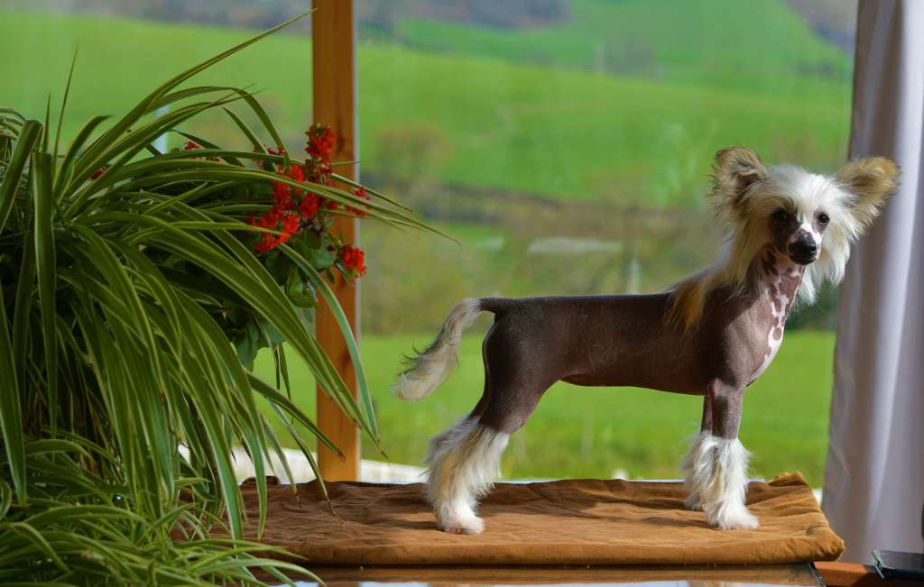 Little Dog Of Dream Poupoupidou