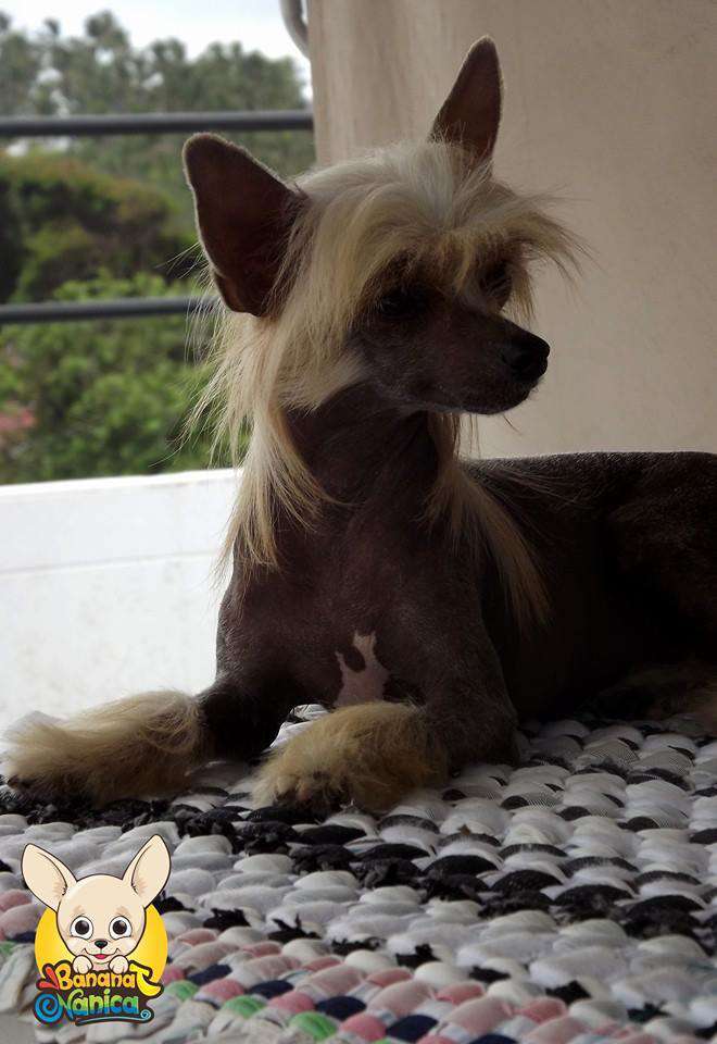 Banana Nanica Plié Chassé Jeté