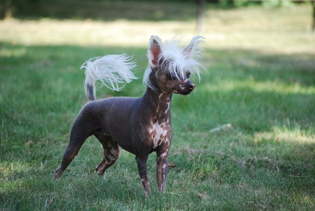 Madhatter's Dame Edna