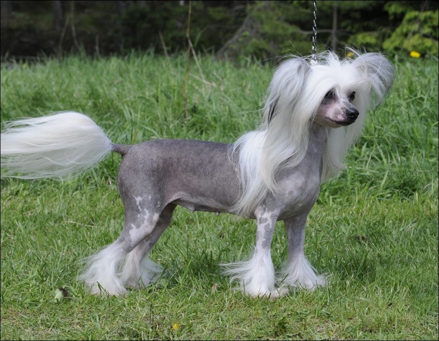 Cipracrest's Always Annie