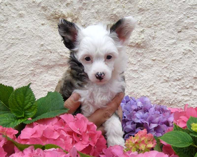 Crystal Du Coeur Des Tenebres