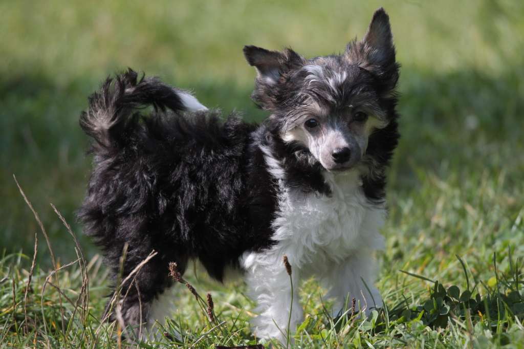 Dziubek Szanghajskie Taco FCI