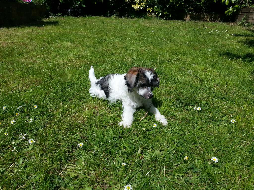 Tupuzuri Sweet Moonshine