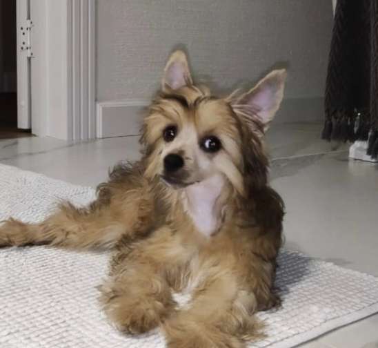 Ilatani Style Strelka