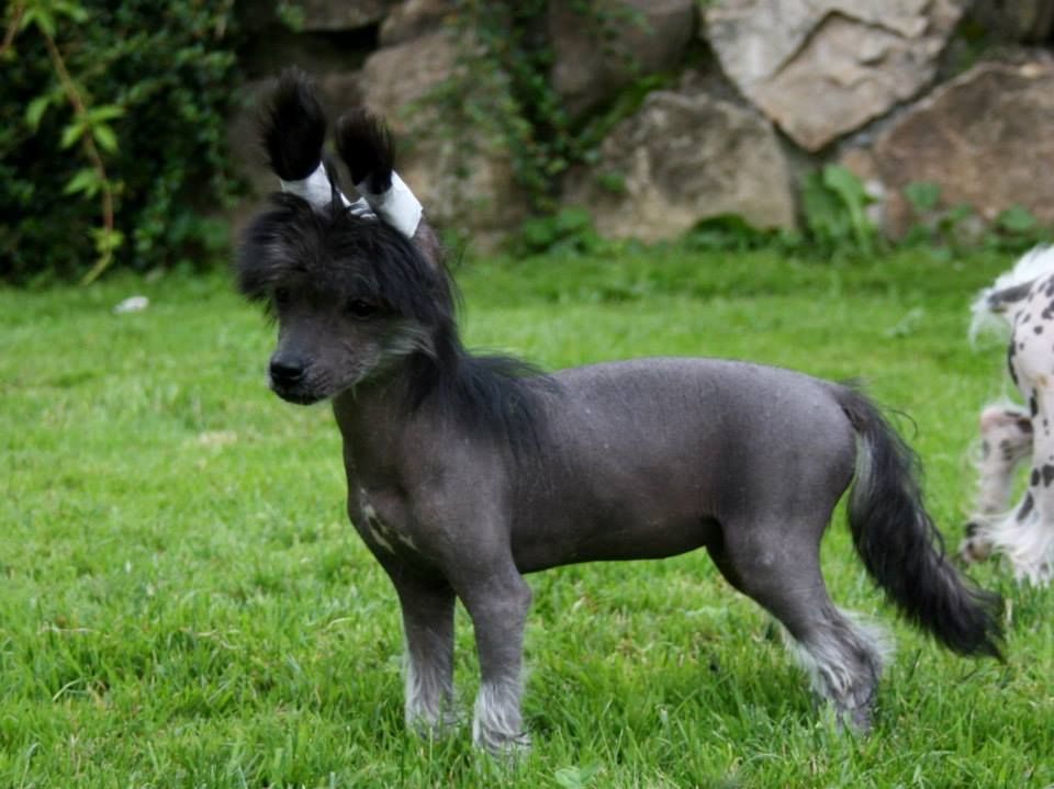 Inula Surprise Lavandula