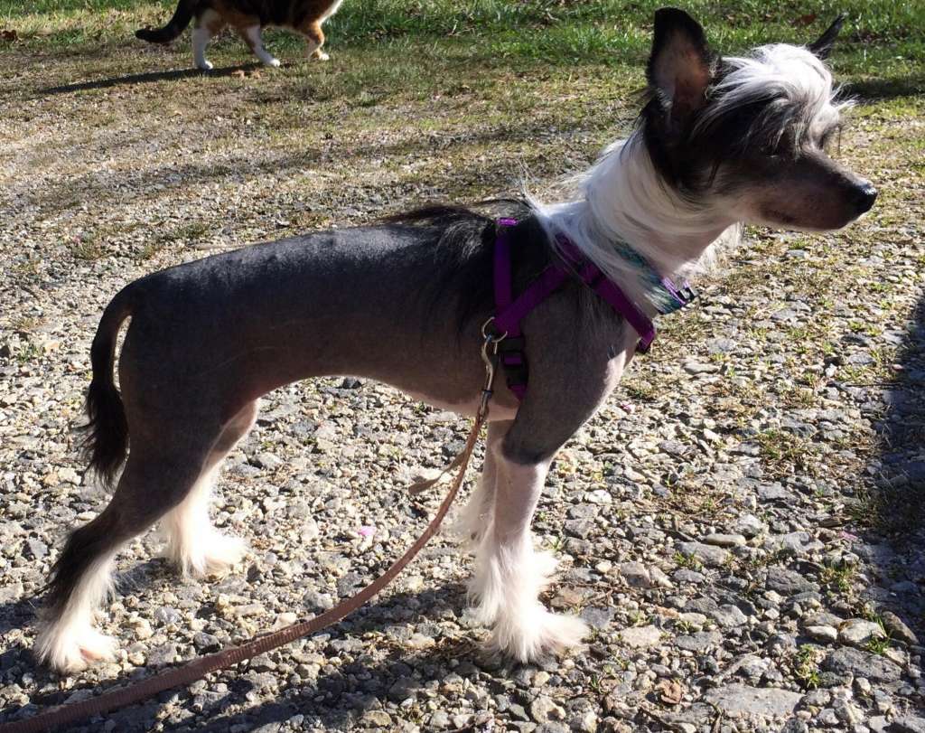 Infinity Back in Black Betty at Grey Haven