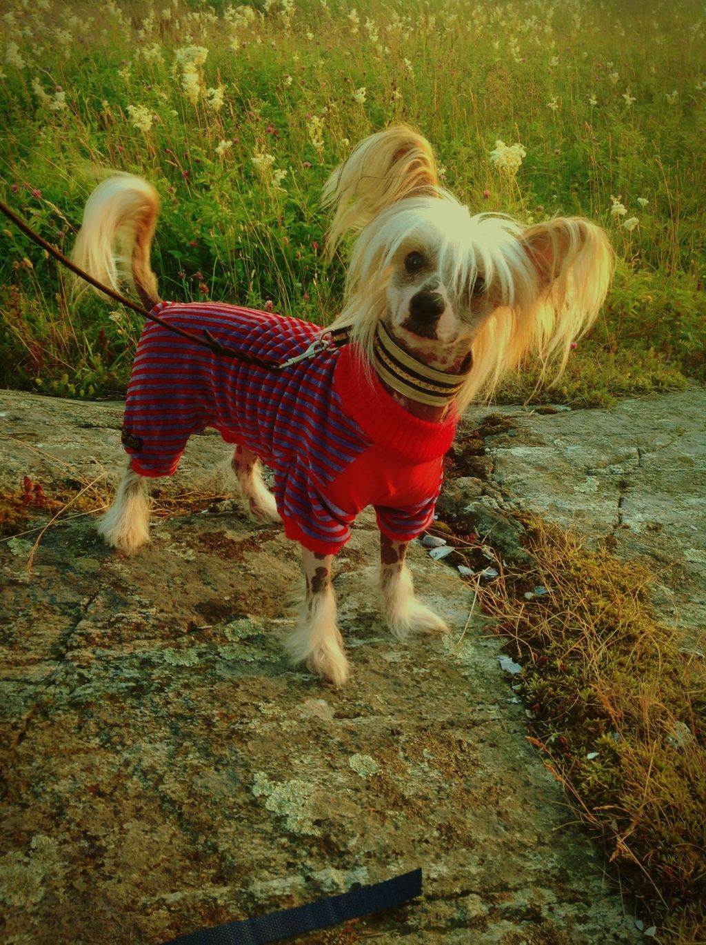 Sunstreaker Lucky Number