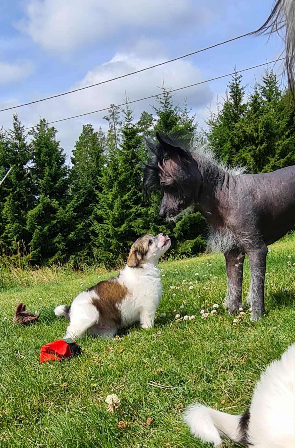 Chagiya's One For All