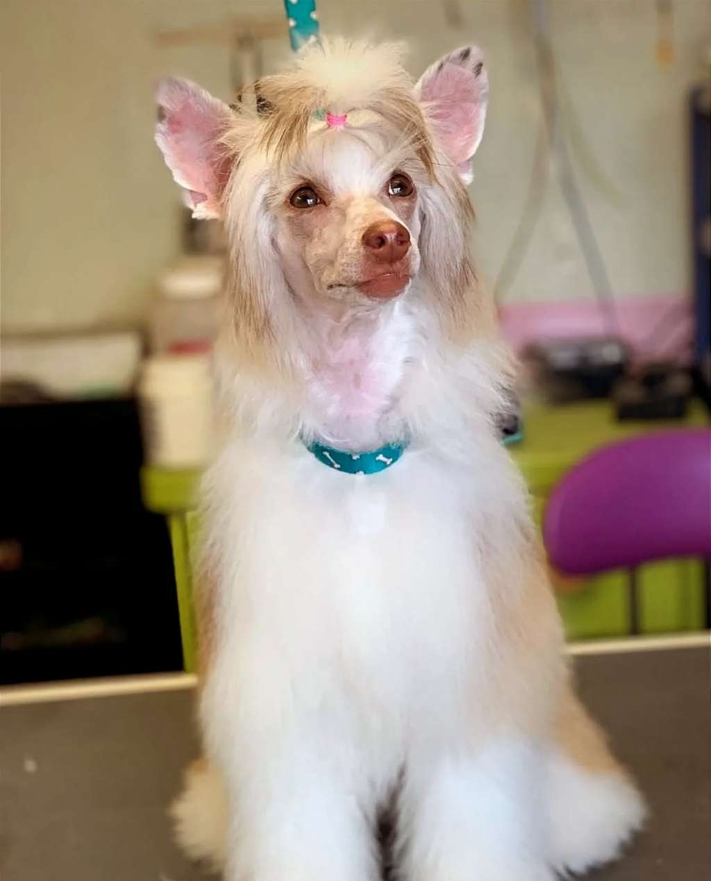 Volcancrest  Konechnaya