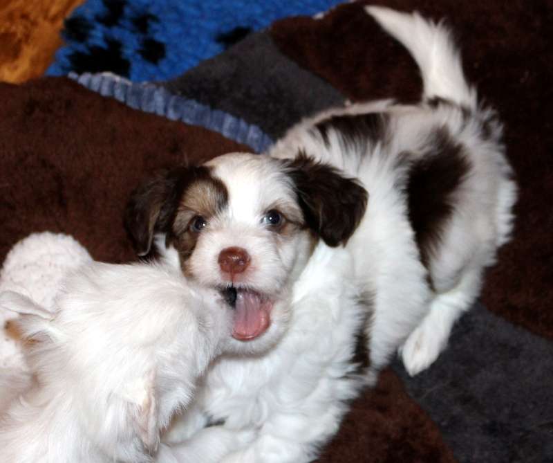 Armani mon petit chinois