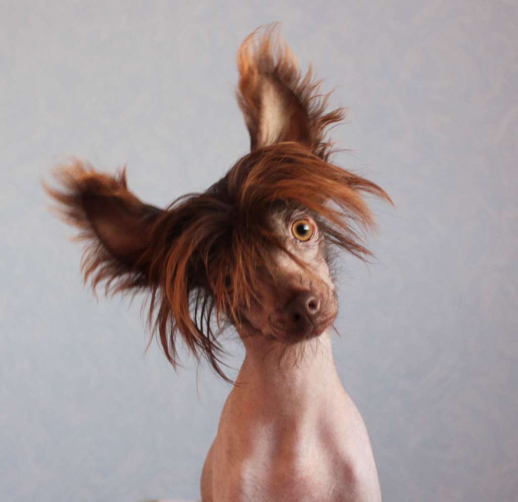 Fillip Band Eros iz Clana Timurlana