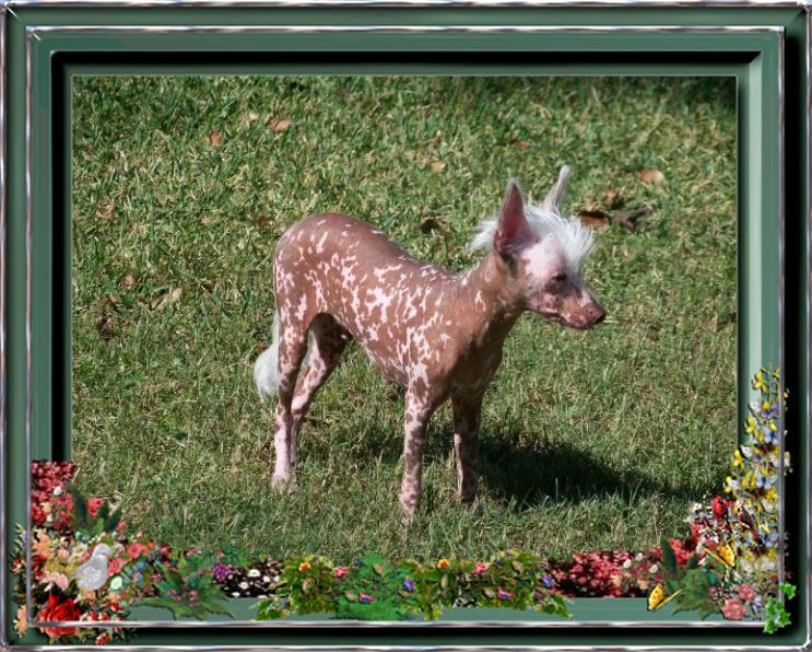 Woodcrest Dipped In Chocolate