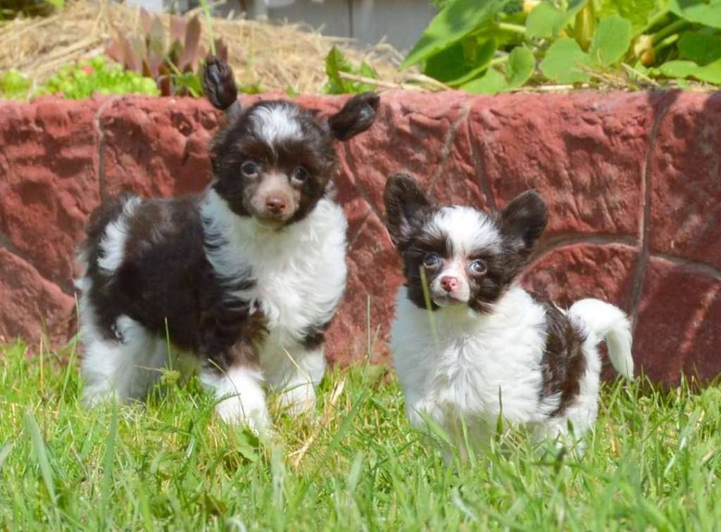 Fausija Jumana Juliet Bear (MINI)