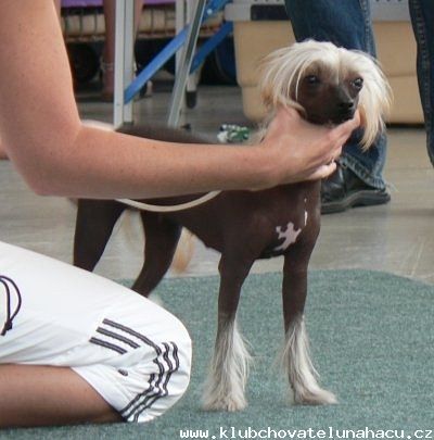 Cleopatra od Bile lane